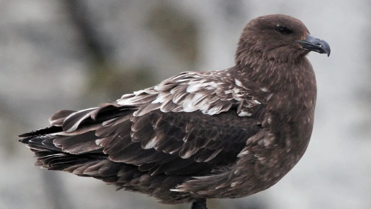 Virüsün görülmediği tek kıtaydı! H5N1 kuş gribi şüphesi sardı