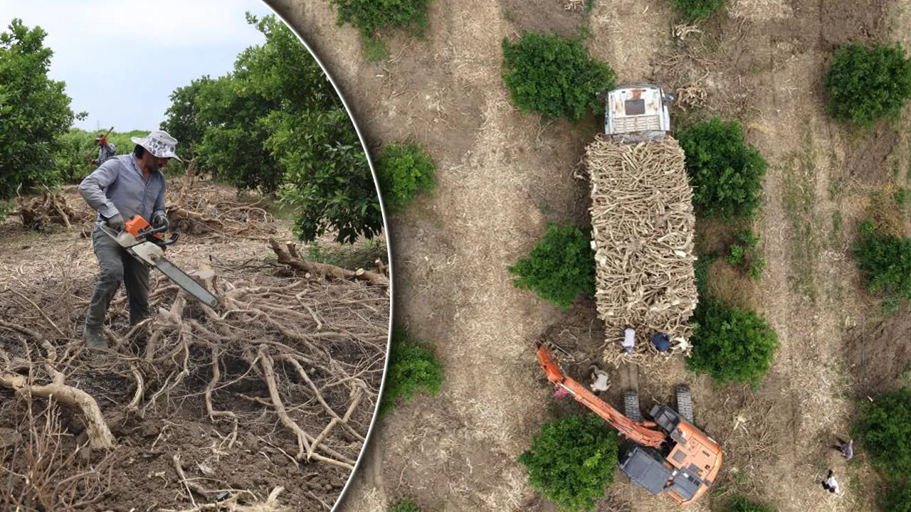 Limon ve portakal ağaçları bu kez 'kömür' için hasat edildi