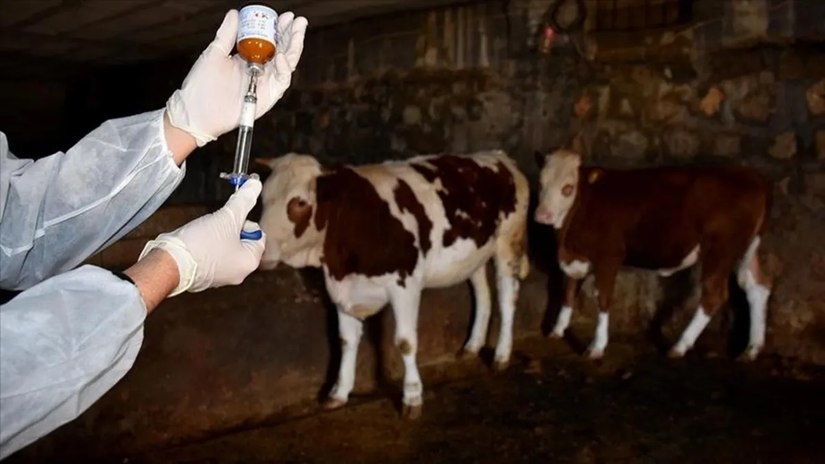 Gökçeada’ya 'şap hastalığından aşılı ari bölge' statüsü verildi