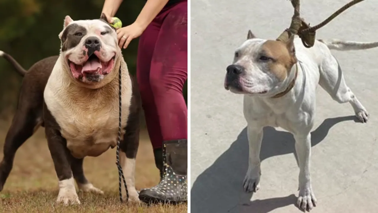 O ülkeden tarihi karar! 12 yaş altındaki çocuklar köpeklerle yalnız bırakılmayacak