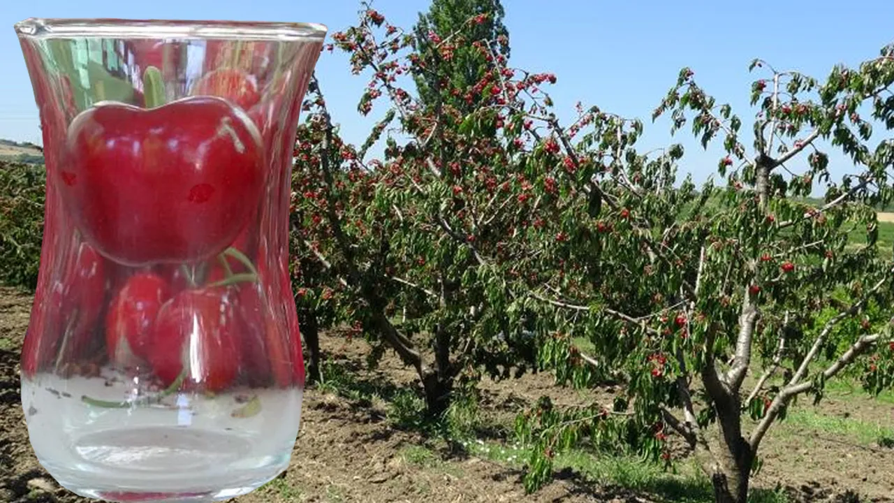 Çay bardağına sığmıyor! Fiyatı bahçesinde 600 lira
