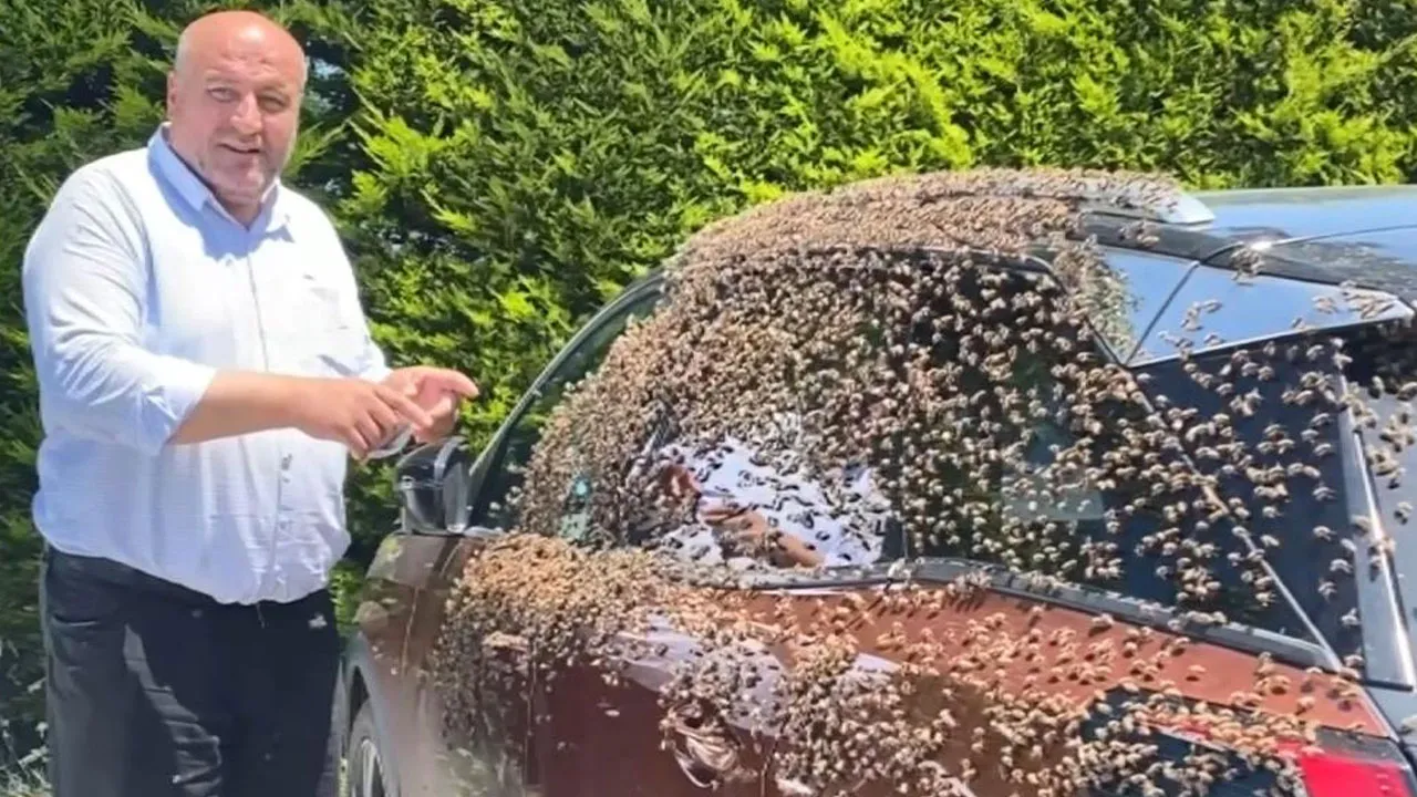 Oğul atan arılar otomobili sardı!