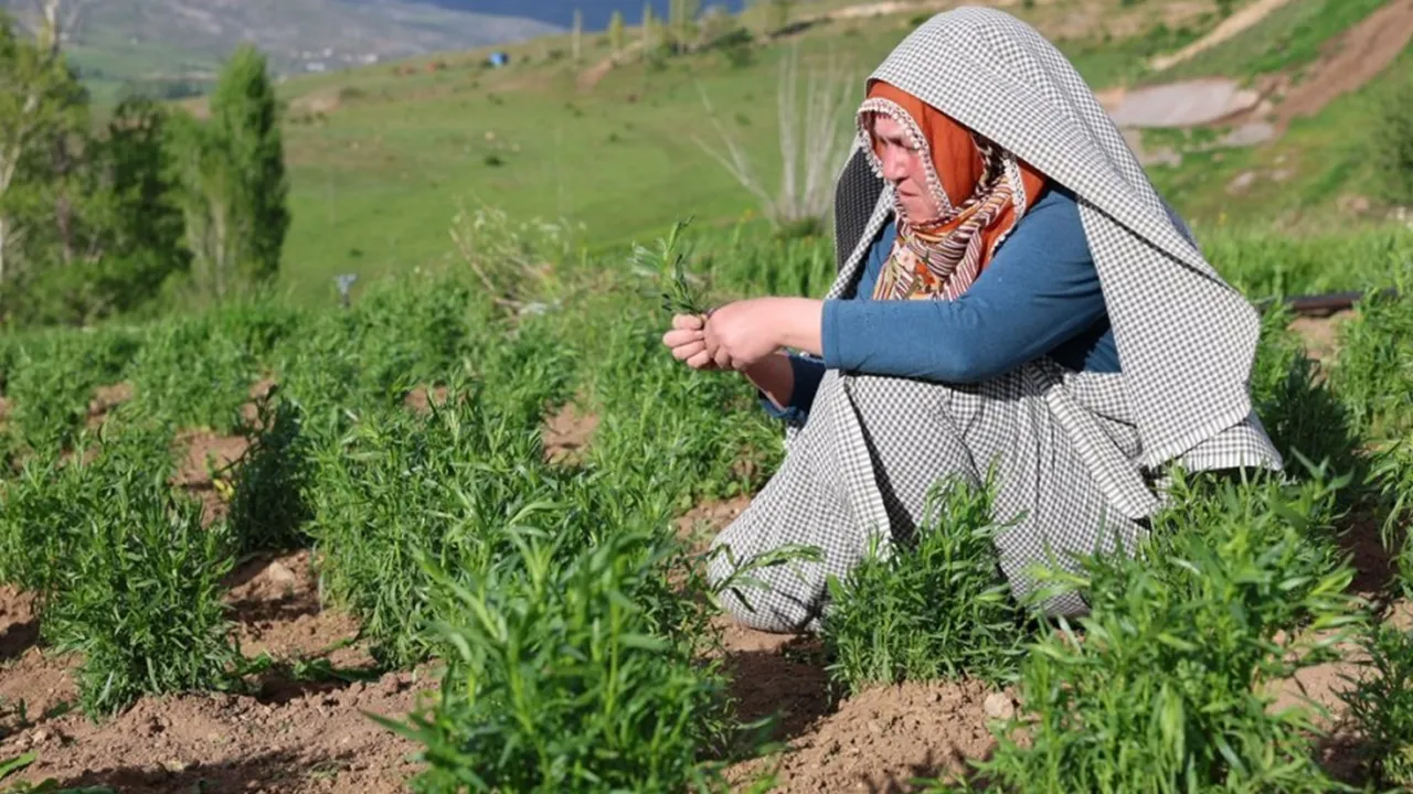 Kilosunu 2 bin liradan satıp servet kazanıyor