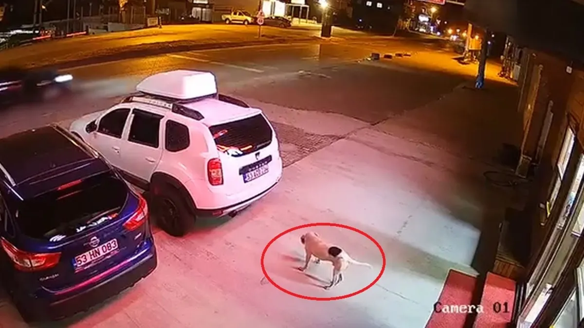 Başıboş köpeğe çarpmamak için kaza yapan sürücü hayatını kaybetti