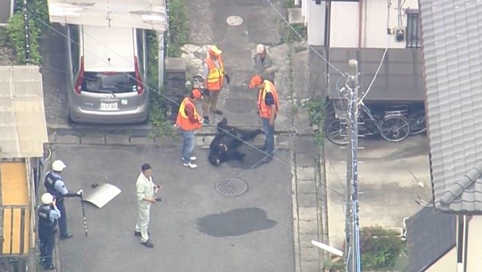 Japon kentinde dolaşan ayı yakalandı