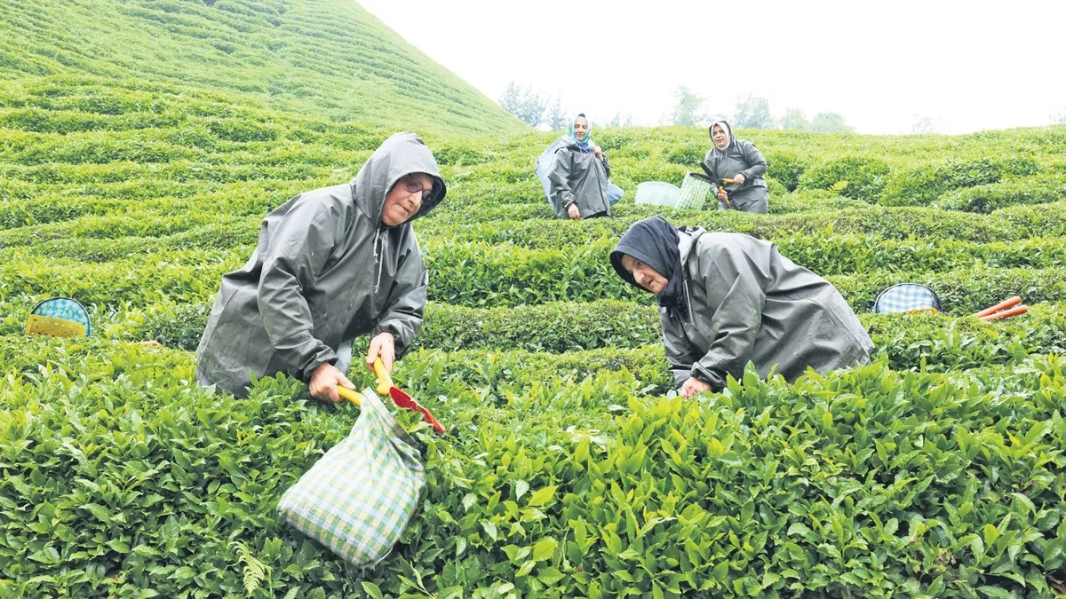 Rize'de yaş çay üretiminde yeni model: Migros alım güvencesiyle devreye giriyor