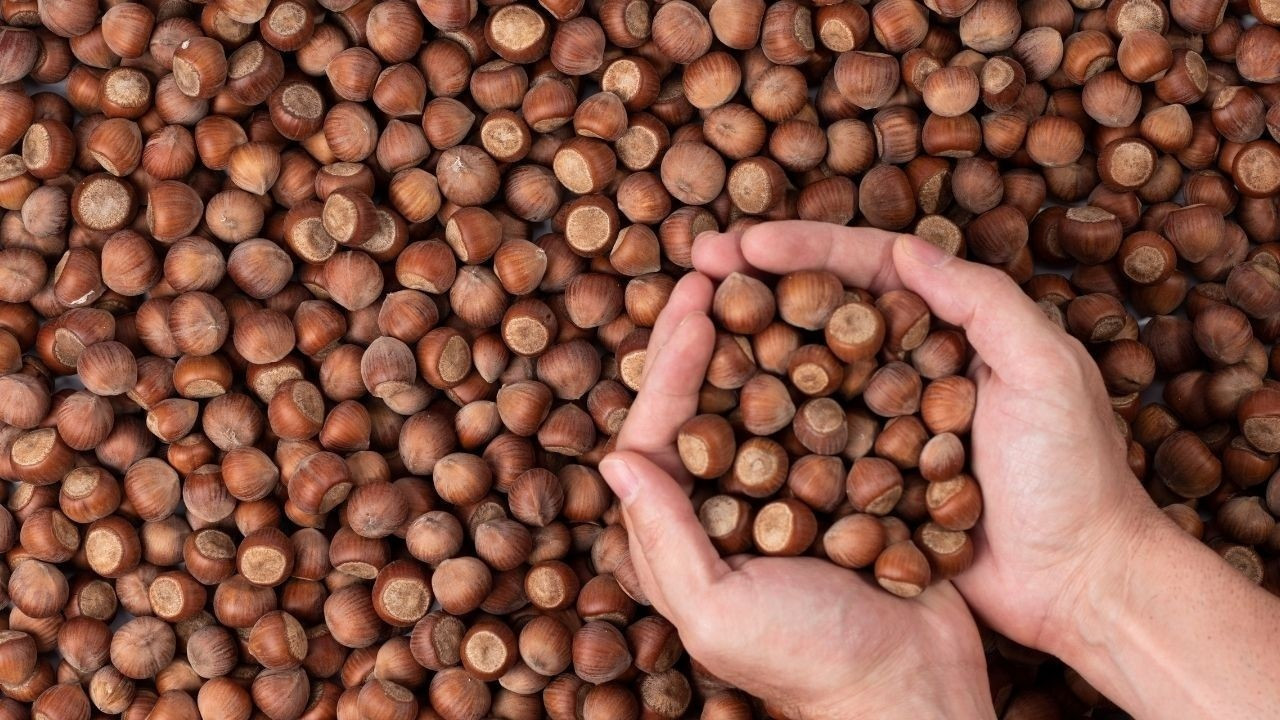 Ticaret borsalarında 9 ayda 314 bin tonu aşkın fındık işlem gördü