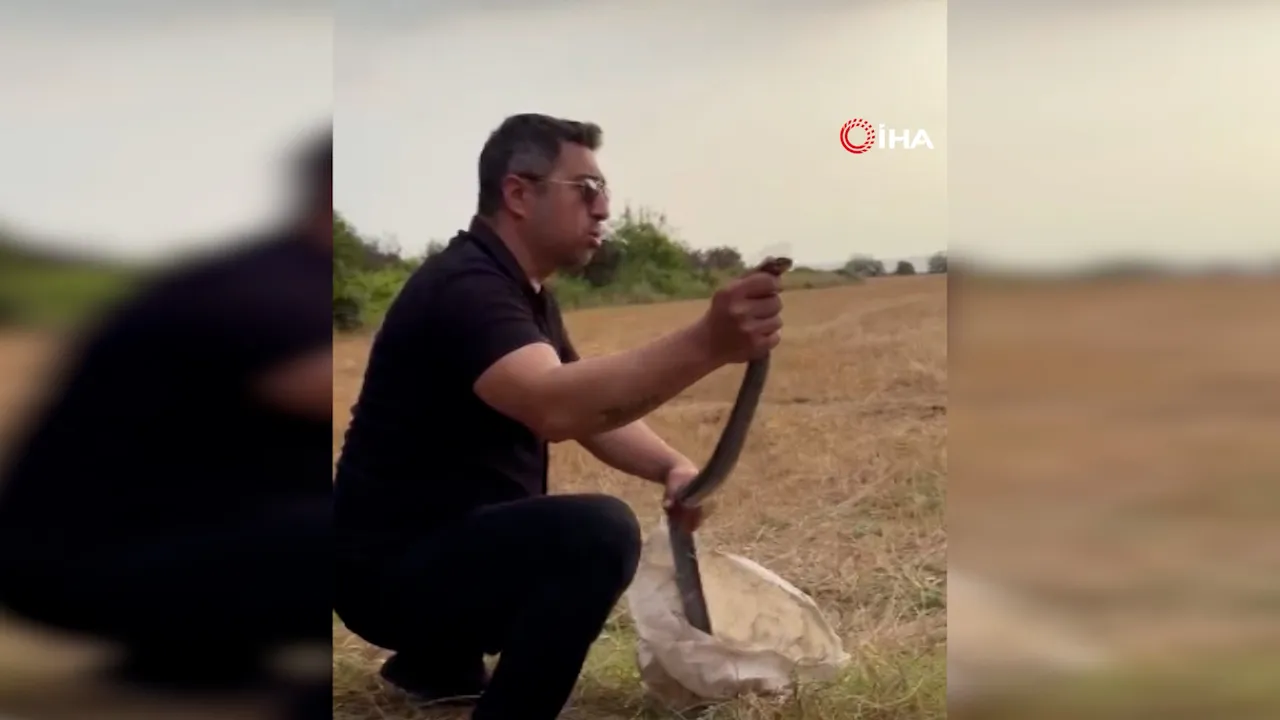 'İlla ısıracaksın' dedi! Kümesteki dev yılanı yakalayan "Yılancı Kemal" ısırıldı