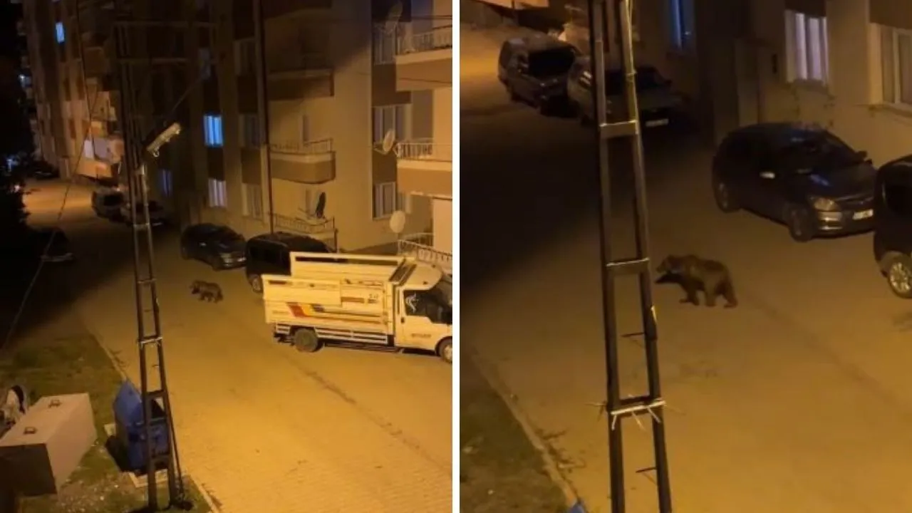 İlçenin kâbusu! Gündüz arazide gece sokaklarda ortaya çıkıyorlar