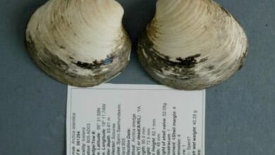 507 Yıl Yaşayan Canlı: Dünyanın Bilinen En Yaşlı Hayvanı Ming’in Bilimsel Hikâyesi ve İnsan Eliyle Gelen Sonu