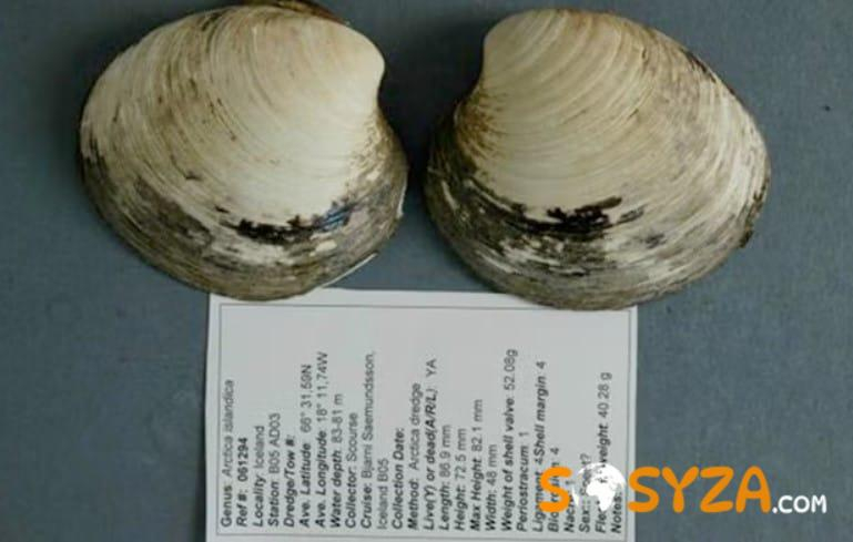 507 Yıl Yaşayan Canlı: Dünyanın Bilinen En Yaşlı Hayvanı Ming’in Bilimsel Hikâyesi ve İnsan Eliyle Gelen Sonu