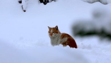 image_699ad79994429393100969