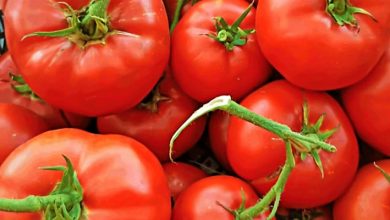 image_69a02d1e38b29266342141