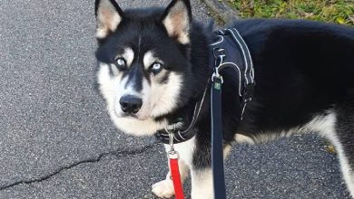 image_69a1678c63fc4123842169