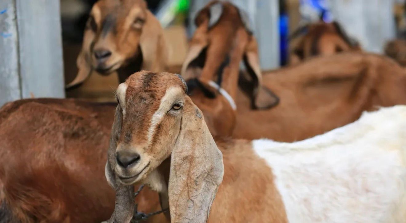 Afrika Kurban Bağışı Organizasyonları ile Toplulukların Yaşam Kalitesi Artıyor