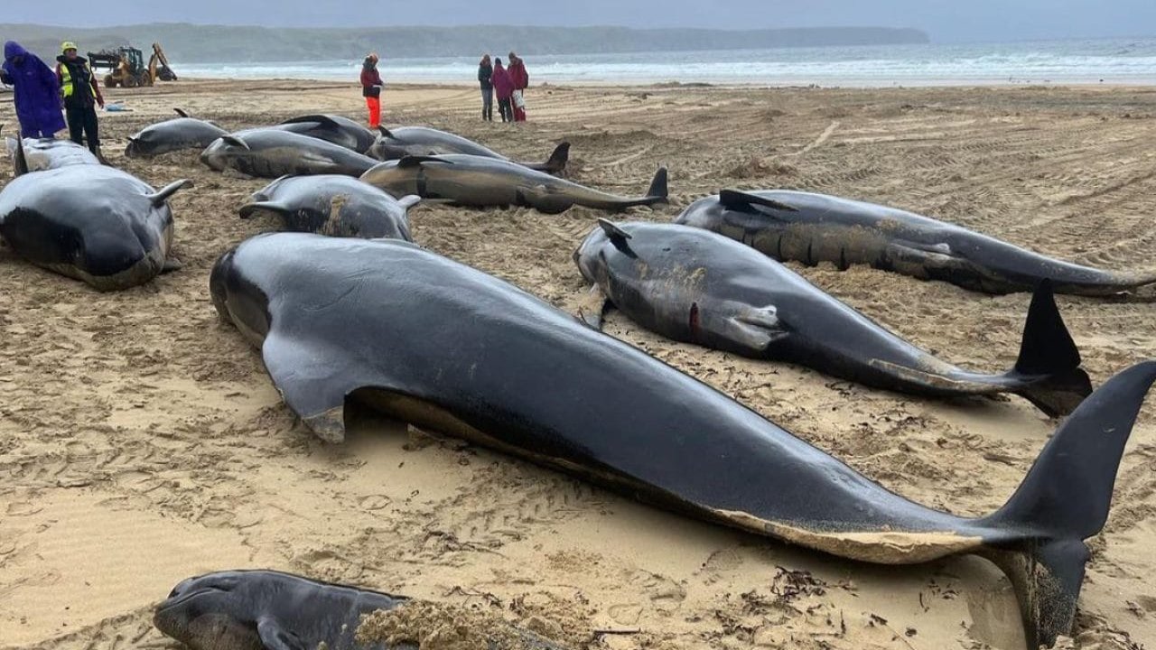 Toplu Balina Ölümü Şok Etmişti: Sosyal Bağların Ölümcül Sonucu Ortaya Çıktı!