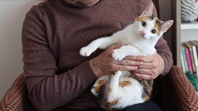 image_69ac1de2853ad389806544